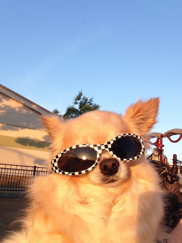 солнечная собака