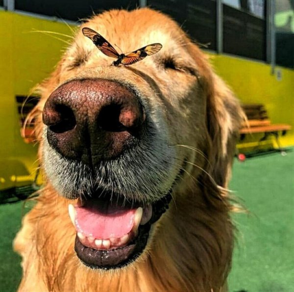 голден ретривер