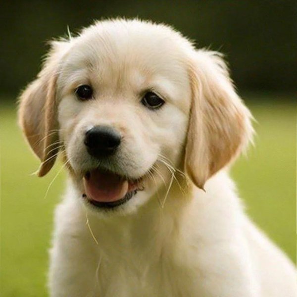 golden retriever puppy