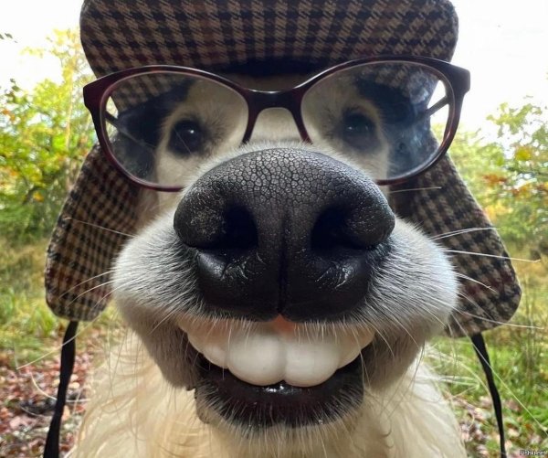 животные забавные