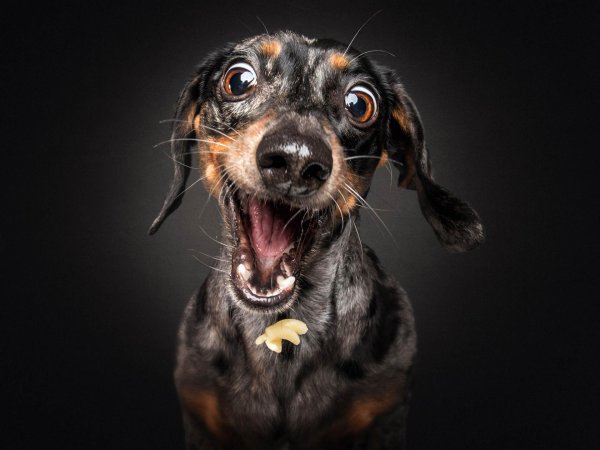 смешная морда собаки