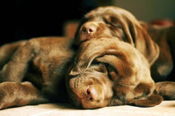 шоколадный лабрадор спит