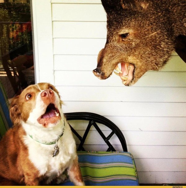 смешные фотографии животных