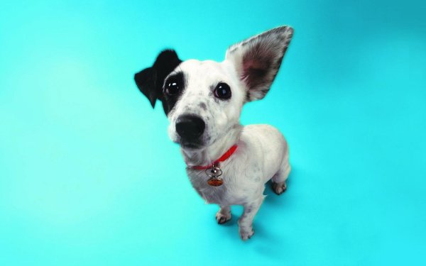 джек рассел