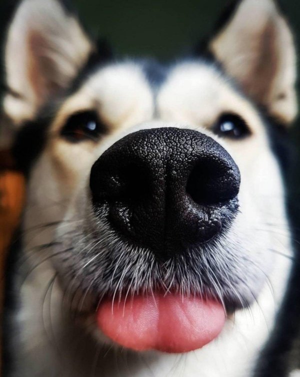 собачий нос