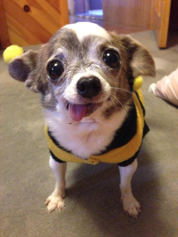 мэджик петс