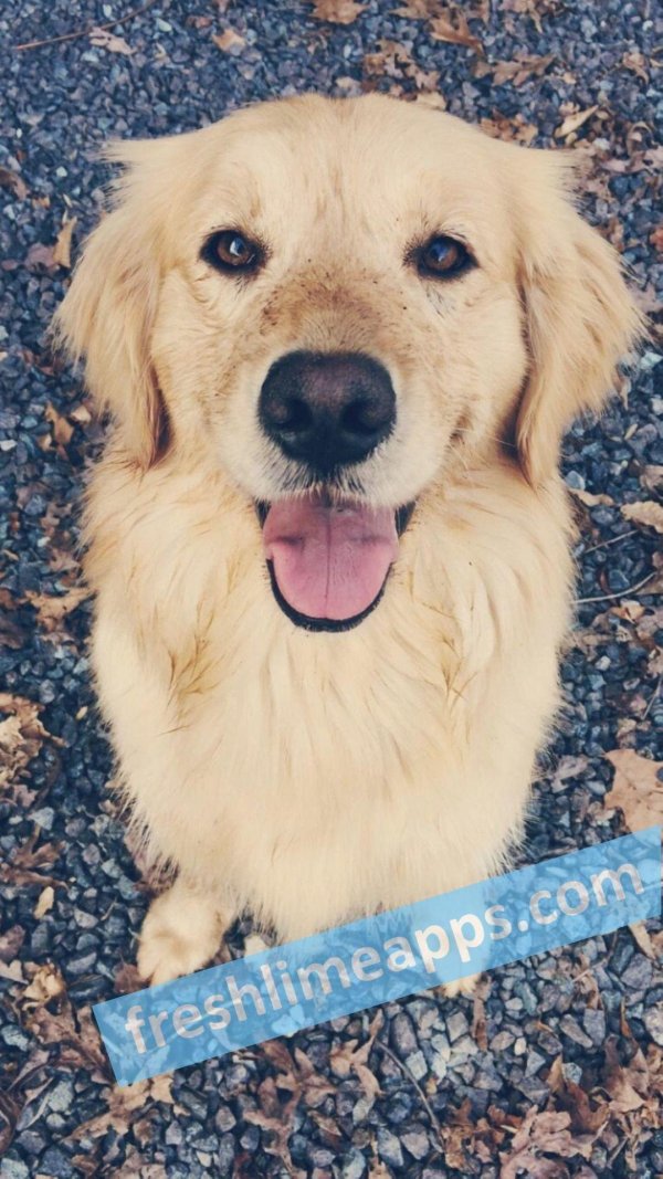 голден ретривер