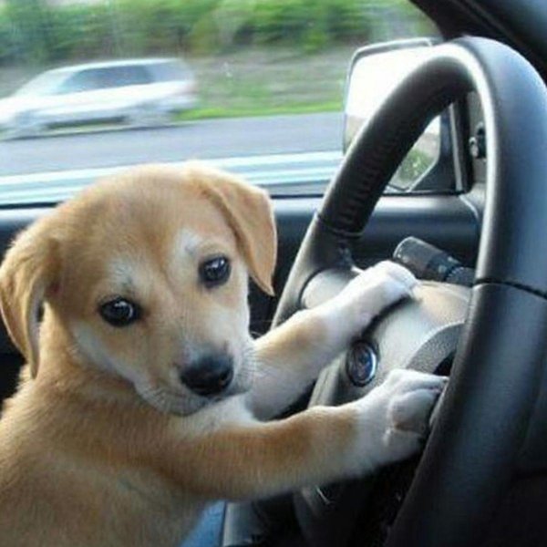 животные за рулем