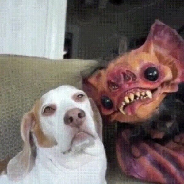 cмешные животные