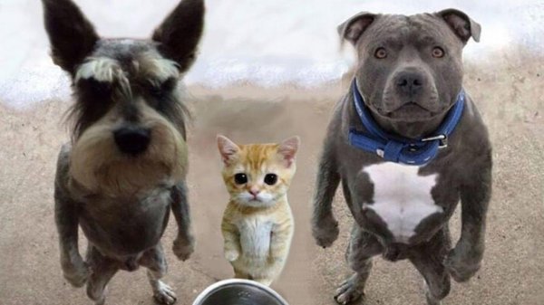 шутки про банду