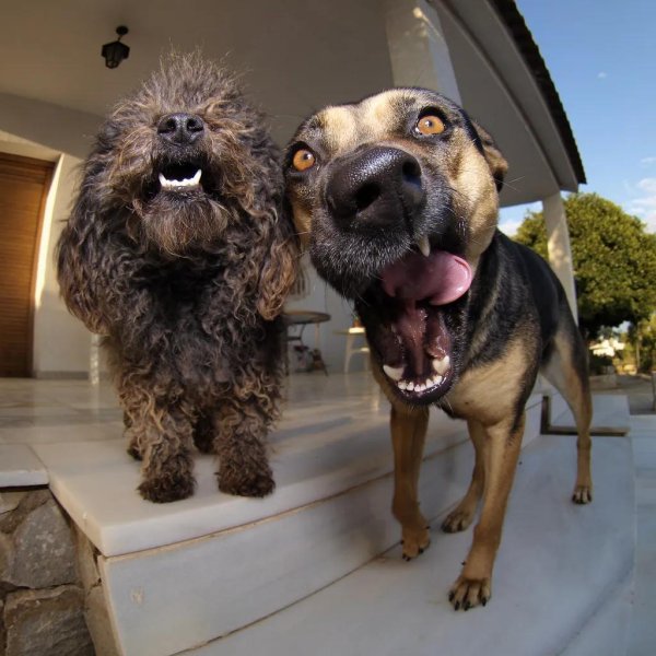 собака прикольная