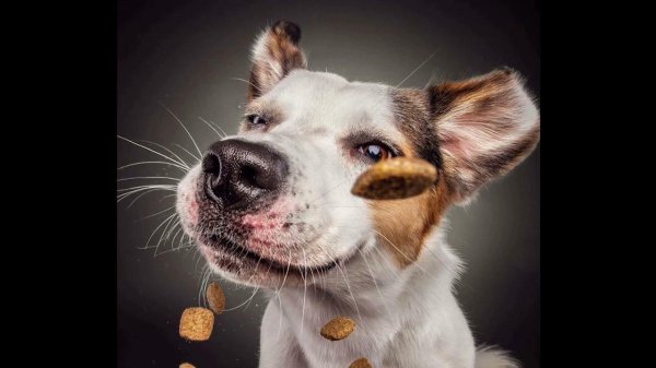 смешная морда собаки