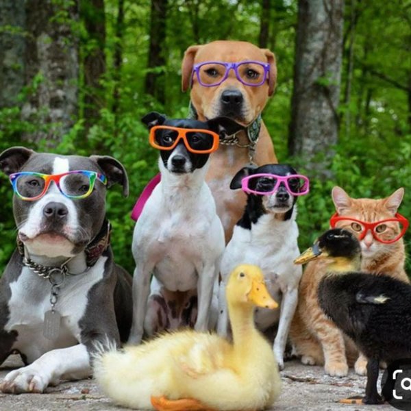 много животных