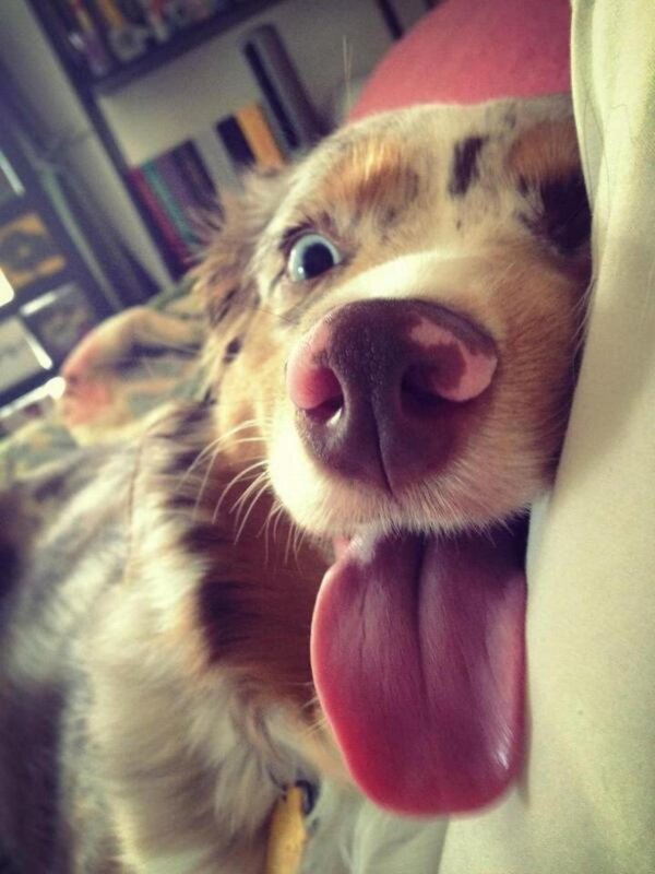 австралийская овчарка аусси