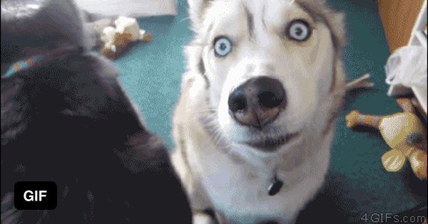 удивленный пес