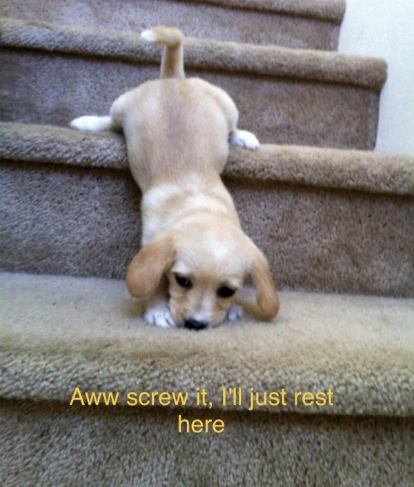 милый щенок