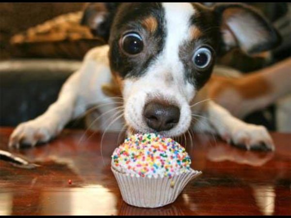 собачьи вкусняшки