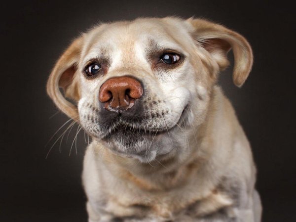 смешная морда собаки