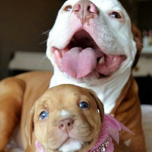 американский питбультерьер