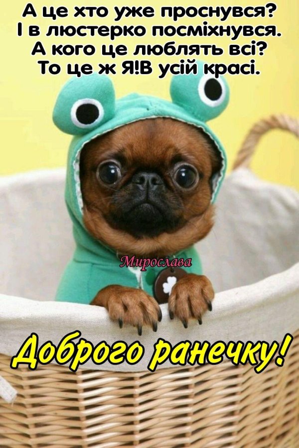 пти брабансон