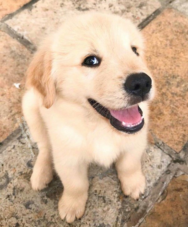 улыбающийся щенок