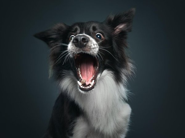 бордер колли черная