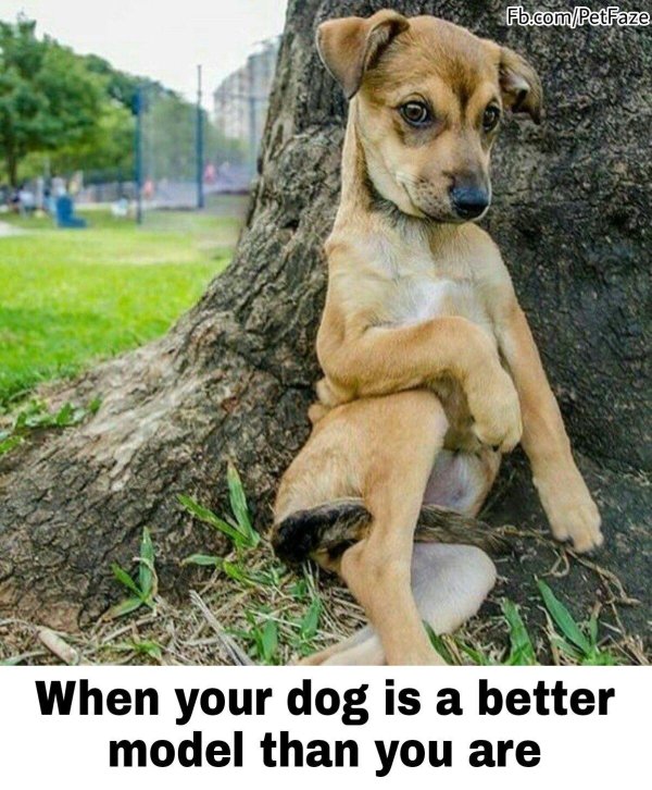 животные с юмором