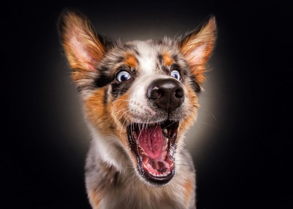 смешная морда собаки