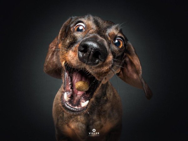 смешная морда собаки