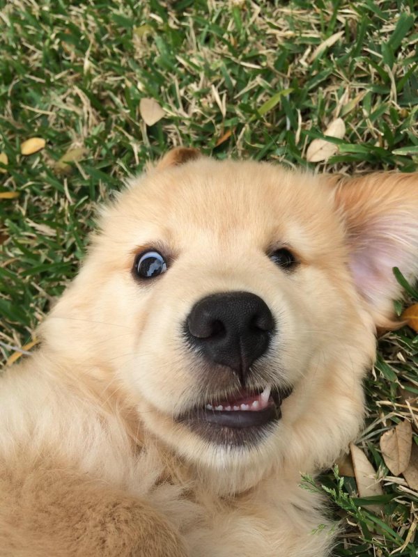 песик милый