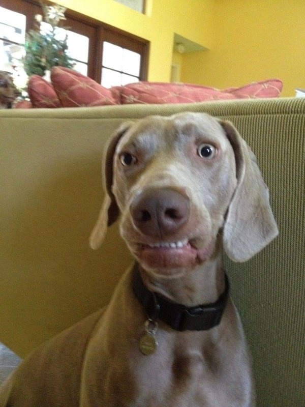 веймаранер голубой