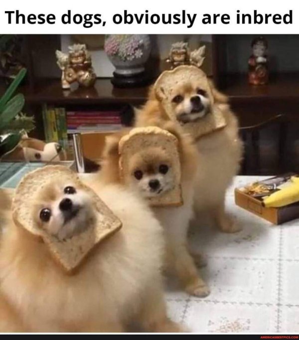 шпиц померанский