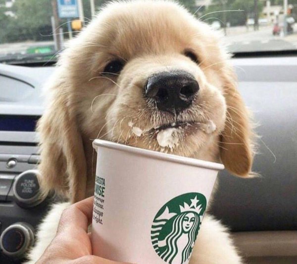 собачка милая