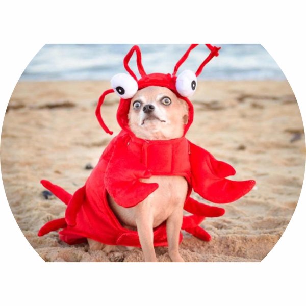 cмешные животные