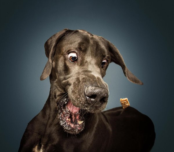 морда собак