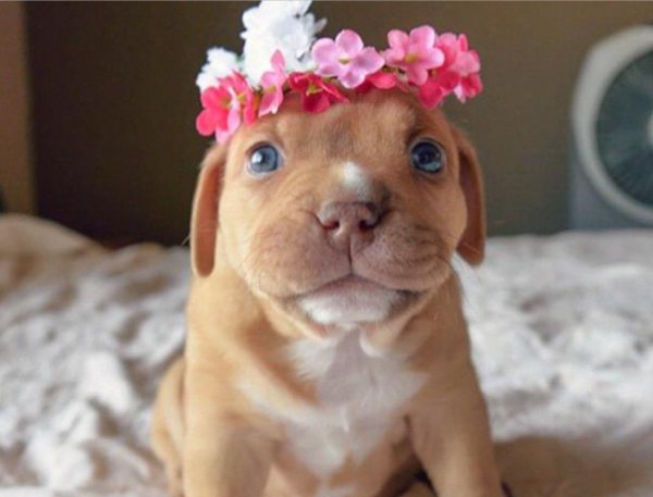 софи гаманд питбули в цветах