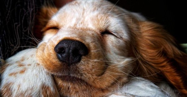 английский кокерспаниель