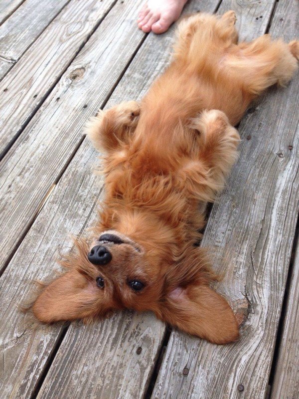 Прикольные собаки