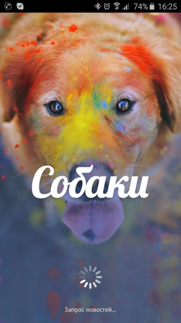 яркий собаки