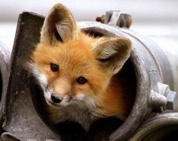 милые лисята