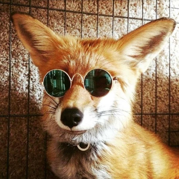 лис в очках