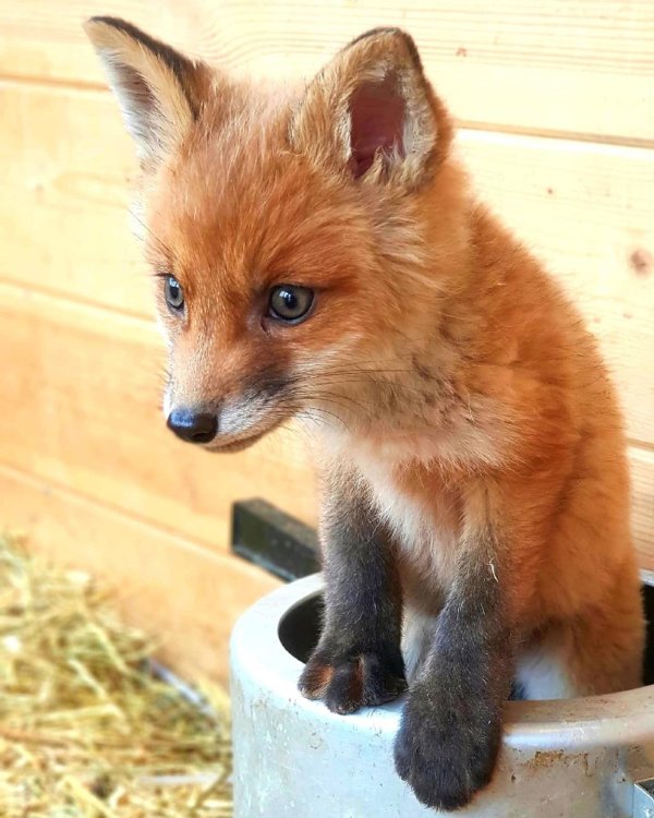 маленькие лисята