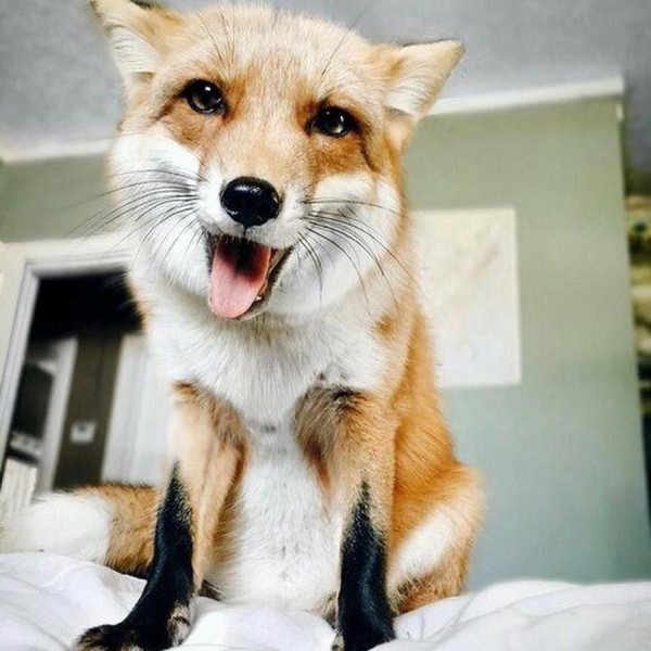 лиса домашняя