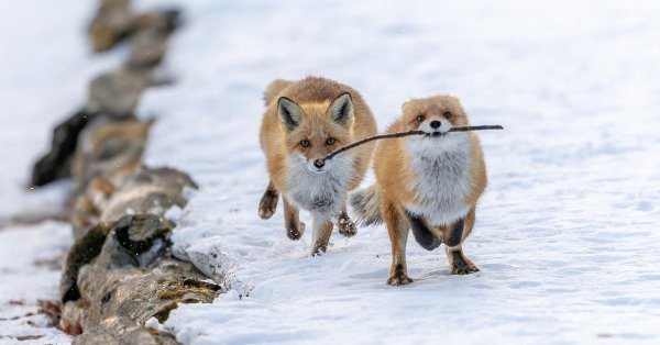 маленькая лисица