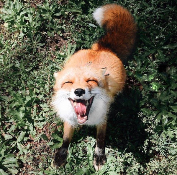 уродливая лиса