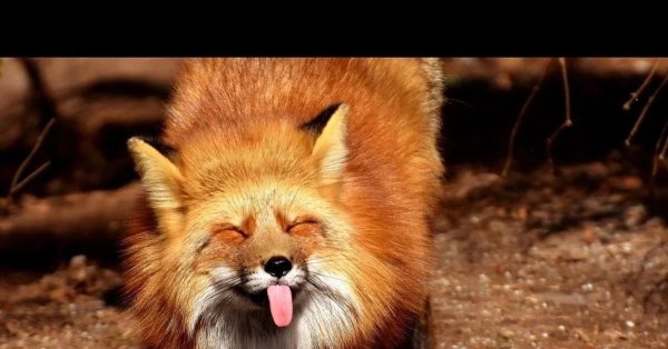 лисичка патрикеевна полярная