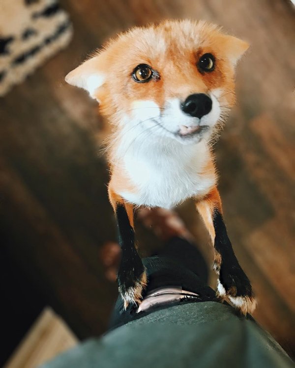 домашняя лиса