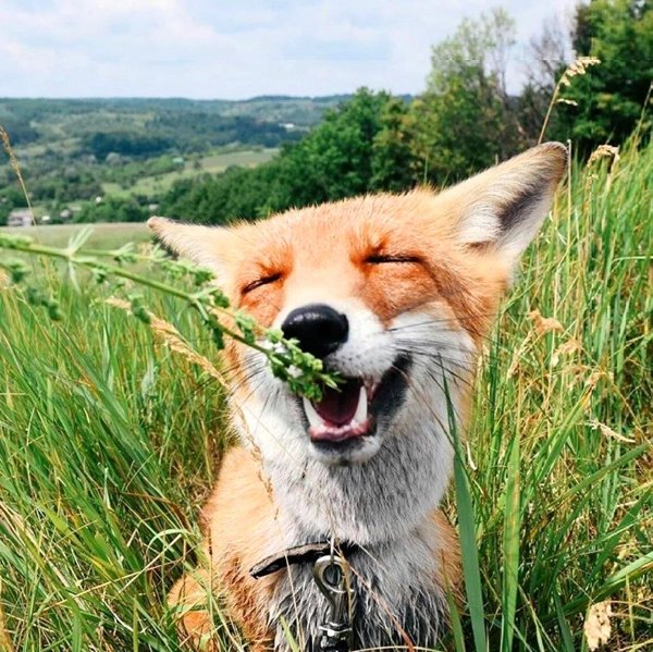 довольная лиса