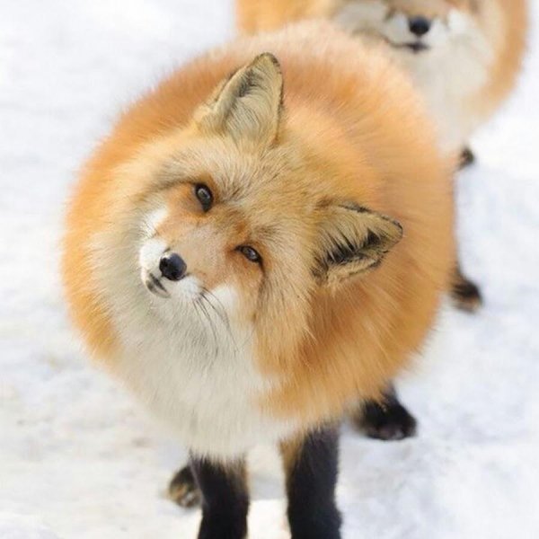 анадырская обыкновенная лисица