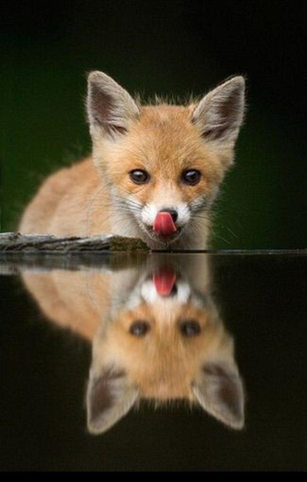 животное милое